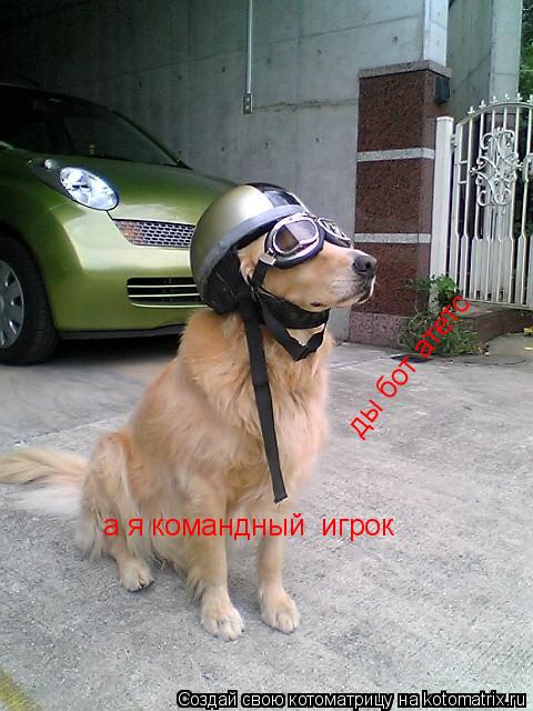 ды бот атетс а я командный игрок... Котоматрица: ды бот атетс а я командный игрок