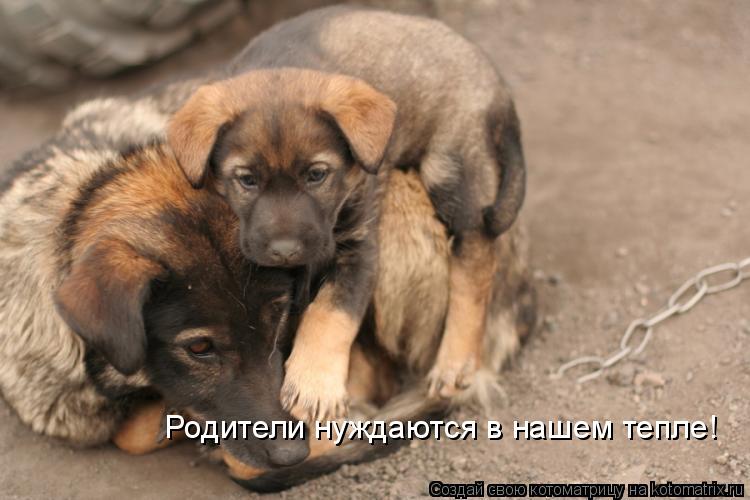 Родители нуждаются в нашем тепле!... Котоматрица: Родители нуждаются в нашем тепле!