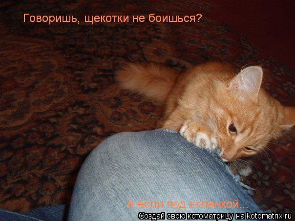 ... Котоматрица: