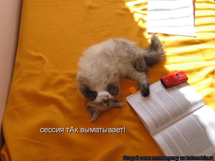 сессия тАк выматывает!... Котоматрица: сессия тАк выматывает!