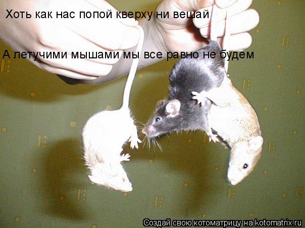 Котоматрица: Хоть как нас попой кверху ни вешай А летучими мышами мы все равно не будем
