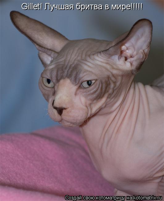 Gillet! Лучшая бритва в мире!!!!!... Котоматрица: Gillet! Лучшая бритва в мире!!!!!