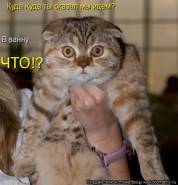 Котоматрица: Куда Куда ты сказал мы идем? В ванну ЧТО!?