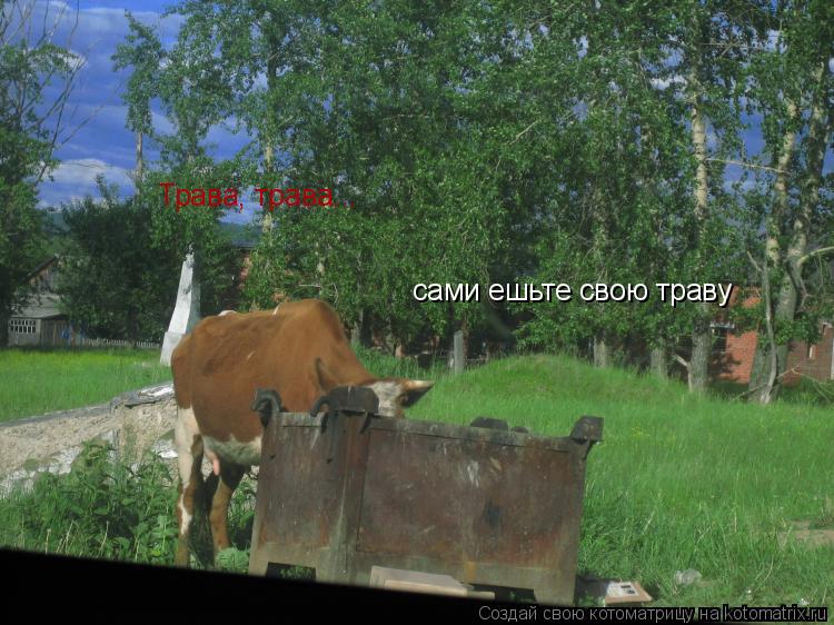 Трава, трава... сами ешьте свою траву... Котоматрица: Трава, трава... сами ешьте свою траву