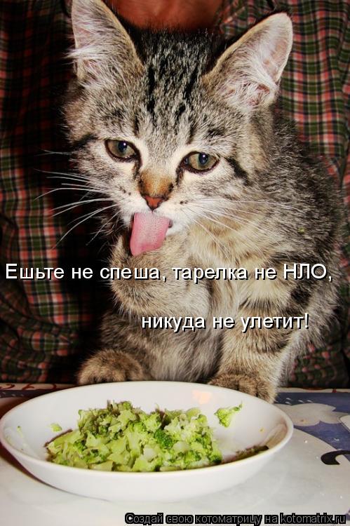 Ешьте не спеша, тарелка не НЛО, никуда не улетит!... Котоматрица: Ешьте не спеша, тарелка не НЛО, никуда не улетит!