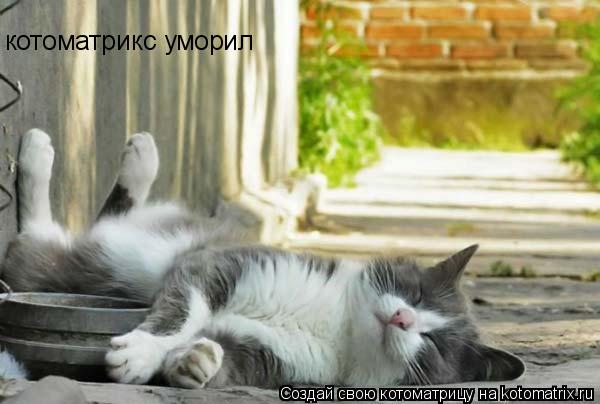 Котоматрица: котоматрикс уморил