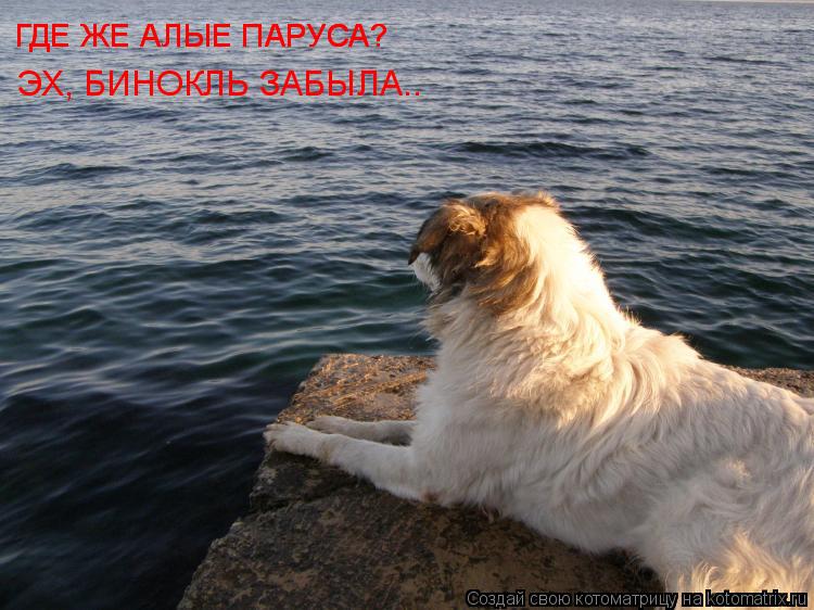 ГДЕ ЖЕ АЛЫЕ ПАРУСА? ГДЕ ЖЕ АЛЫЕ ПАРУСА? ЭХ, БИНОКЛЬ ЗАБЫЛА..... Котоматрица: ГДЕ ЖЕ АЛЫЕ ПАРУСА? ГДЕ ЖЕ АЛЫЕ ПАРУСА? ЭХ, БИНОКЛЬ ЗАБЫЛА..