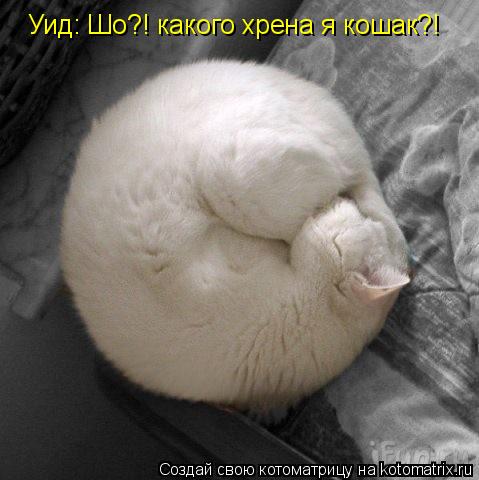 Уид: Шо?! какого хрена я кошак?!... Котоматрица: Уид: Шо?! какого хрена я кошак?!