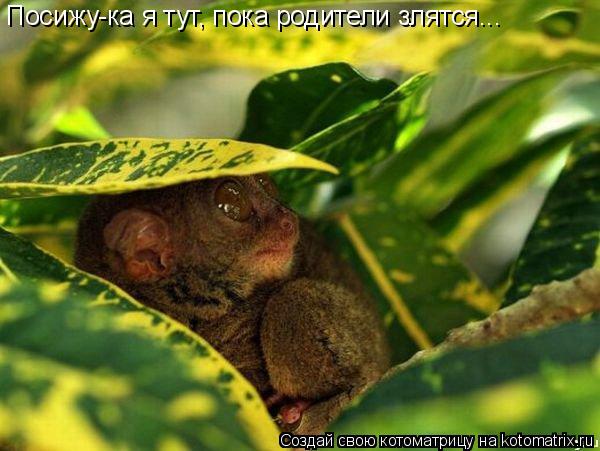 Котоматрица: Посижу-ка я тут, пока родители злятся...