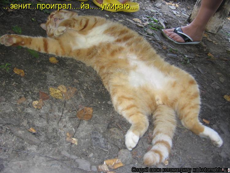 .. зенит...проиграл....йа.....умираю....... Котоматрица: .. зенит...проиграл....йа.....умираю....