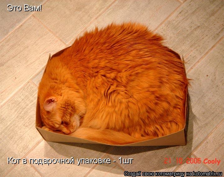 Кот в подарочной упаковке - 1шт Это Вам!... Котоматрица: Кот в подарочной упаковке - 1шт Это Вам!