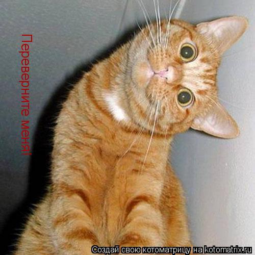 Переверните меня!... Котоматрица: Переверните меня!