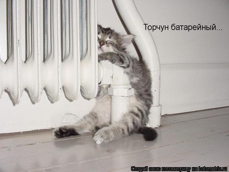 Торчун батарейный...... Котоматрица: Торчун батарейный...