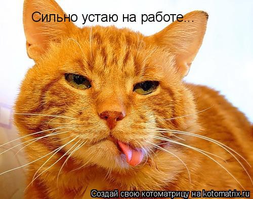 Сильно устаю на работе...... Котоматрица: Сильно устаю на работе...