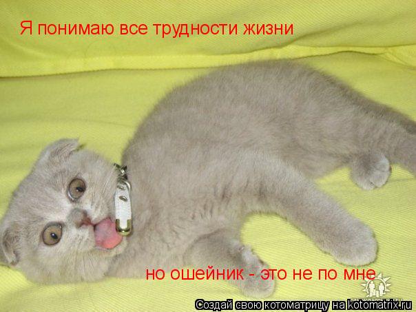 Котоматрица: Я понимаю все трудности жизни но ошейник - это не по мне