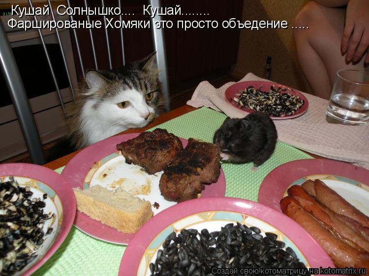 Кушай Солнышко.... Кушай........ Фаршированые Хомяки это просто объедение ........ Котоматрица: Кушай Солнышко.... Кушай........ Фаршированые Хомяки это просто объедение .....