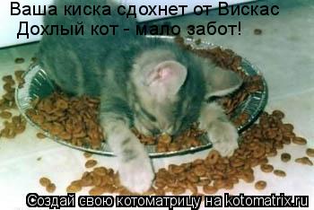Котоматрица: Ваша киска сдохнет от Вискас Дохлый кот - мало забот!