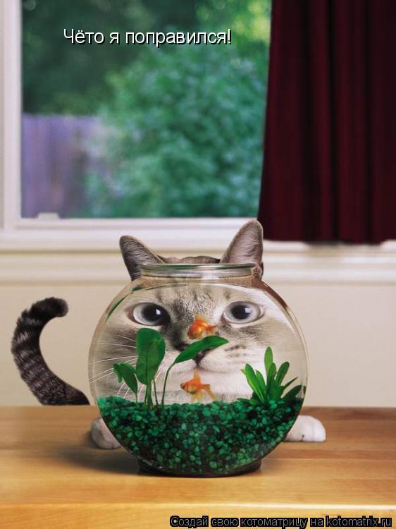 Котоматрица: Чёто я поправился!
