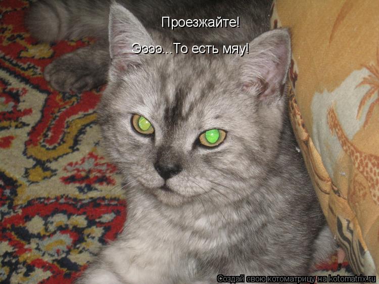 Проезжайте! Ээээ...То есть мяу!... Котоматрица: Проезжайте! Ээээ...То есть мяу!