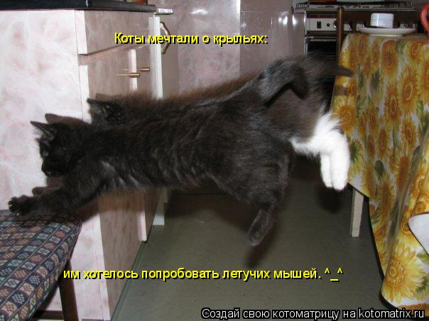 Коты мечтали о крыльях: им хотелось попробовать летучих мышей. ^_^... Котоматрица: Коты мечтали о крыльях: им хотелось попробовать летучих мышей. ^_^