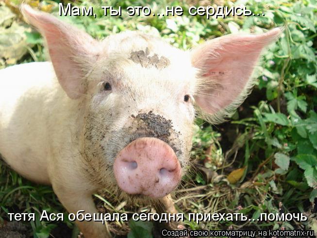 Котоматрица: Мам, ты это...не сердись... тетя Ася обещала сегодня приехать...помочь