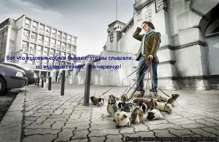 Вот что ездовые собаки бывают, это мы слышали.. но ездовые свинки...это черезчур!... Котоматрица: Вот что ездовые собаки бывают, это мы слышали.. но ездовые свинки...это черезчур!