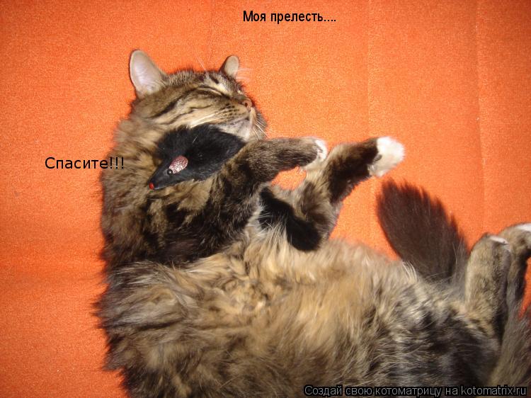 Моя прелесть.... Спасите!!!... Котоматрица: Моя прелесть.... Спасите!!!
