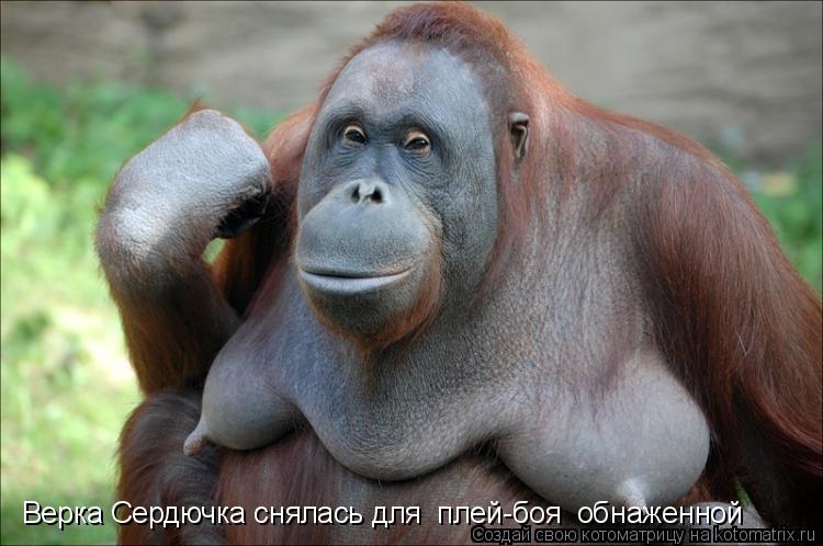 Верка Сердючка снялась для «плей-боя» обнаженной... Котоматрица: Верка Сердючка снялась для «плей-боя» обнаженной