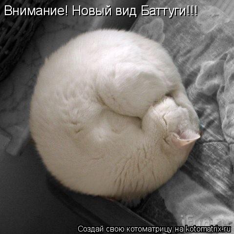 Внимание! Новый вид Баттуги!!!... Котоматрица: Внимание! Новый вид Баттуги!!!