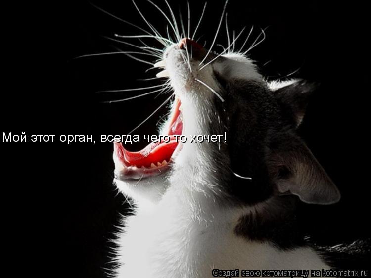 Мой этот орган, всегда чего то хочет!... Котоматрица: Мой этот орган, всегда чего то хочет!