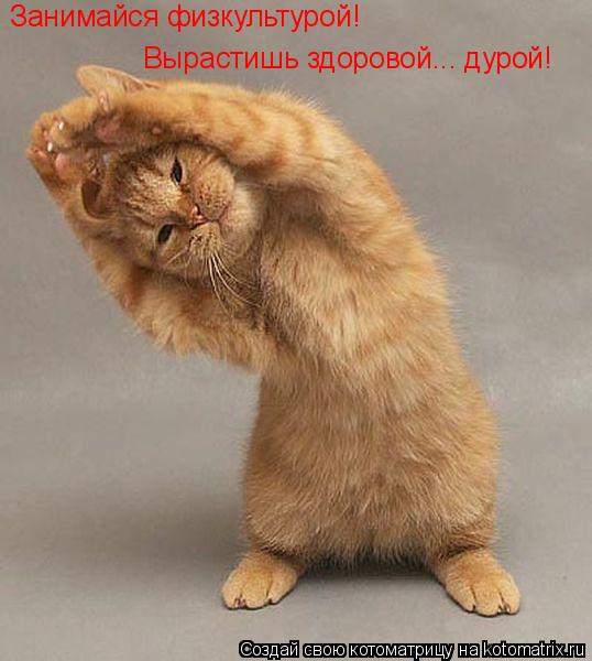 Занимайся физкультурой! Вырастишь здоровой... дурой!... Котоматрица: Занимайся физкультурой! Вырастишь здоровой... дурой!