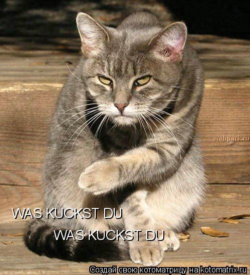 WAS KUCKST DU WAS KUCKST DU... Котоматрица: WAS KUCKST DU WAS KUCKST DU