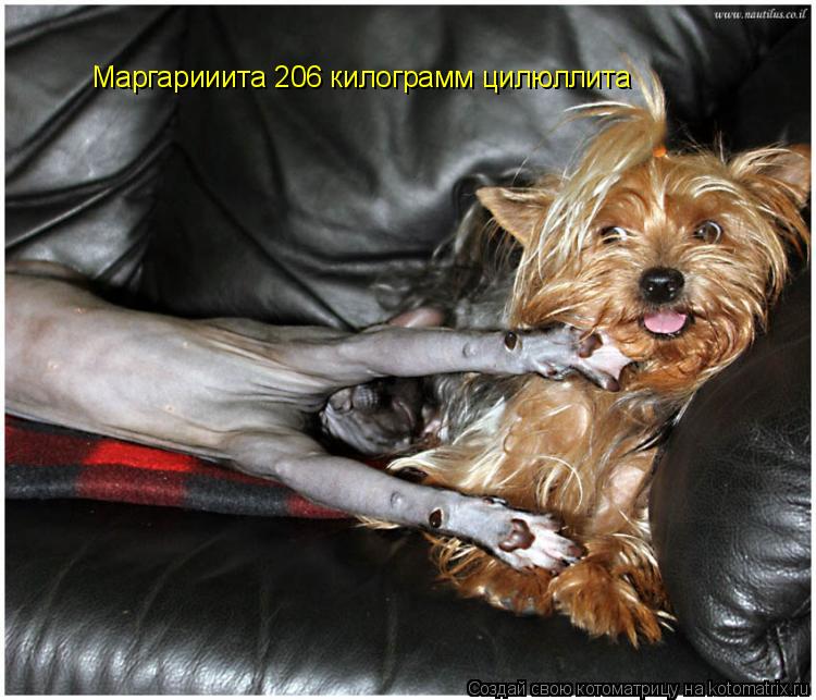 Маргарииита 206 килограмм цилюллита... Котоматрица: Маргарииита 206 килограмм цилюллита