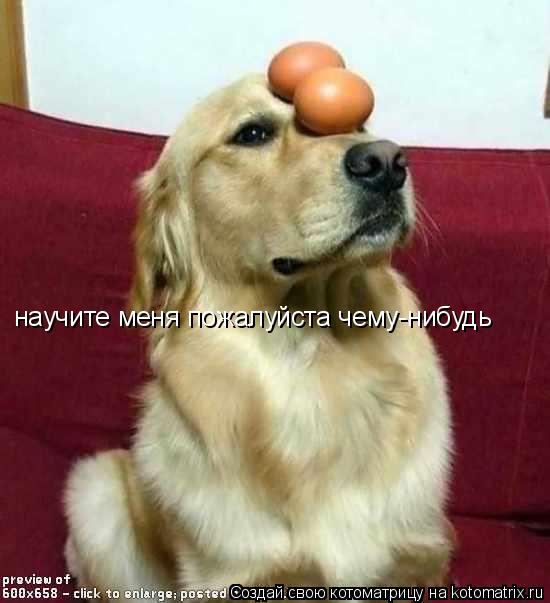 научите меня пожалуйста чему-нибудь... Котоматрица: научите меня пожалуйста чему-нибудь