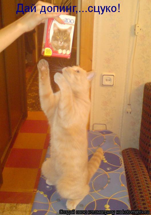 Котоматрица: Дай допинг,...сцуко!