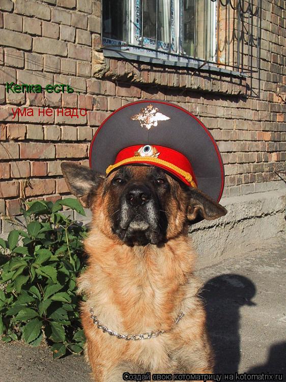 Кепка есть , ума не надо... Котоматрица: Кепка есть , ума не надо