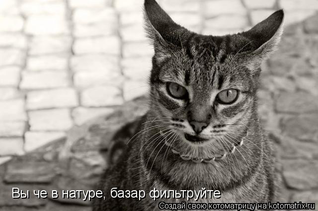 Вы че в натуре, базар фильтруйте... Котоматрица: Вы че в натуре, базар фильтруйте