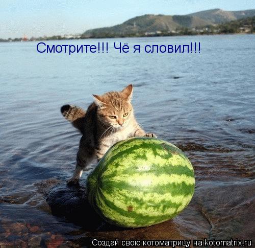 Котоматрица: Смотрите!!! Чё я словил!!!