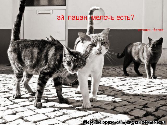 Котоматрица: эй, пацан, мелочь есть? котники.. бляяя...