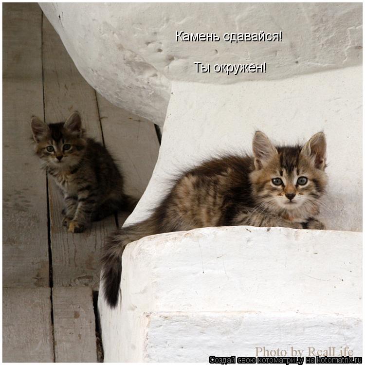 Котоматрица: Камень сдавайся! Ты окружён!