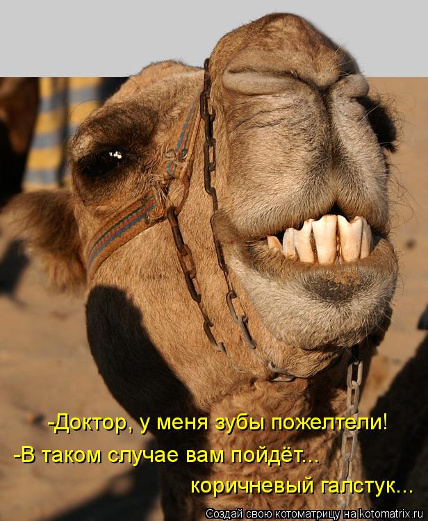 Котоматрица: -Доктор, у меня зубы пожелтели! -В таком случае вам пойдёт...  коричневый галстук...
