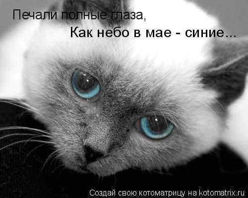 Печали полные глаза, Как небо в мае - синие...... Котоматрица: Печали полные глаза, Как небо в мае - синие...