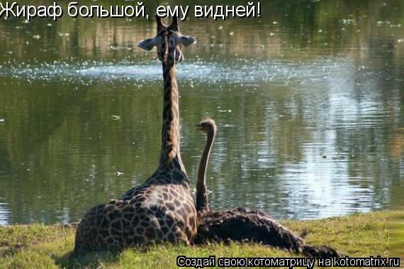 Жираф большой, ему видней!... Котоматрица: Жираф большой, ему видней!