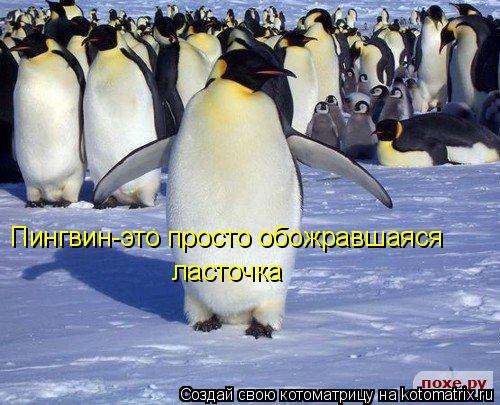 Пингвин-это просто обожравшаяся ласточка... Котоматрица: Пингвин-это просто обожравшаяся ласточка