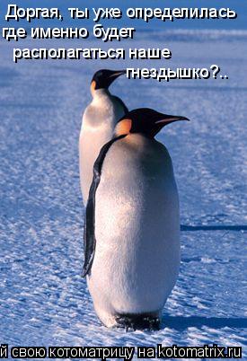 Доргая, ты уже определилась где именно будет располагаться наше гнездышко?..... Котоматрица: Доргая, ты уже определилась где именно будет располагаться наше гнездышко?..