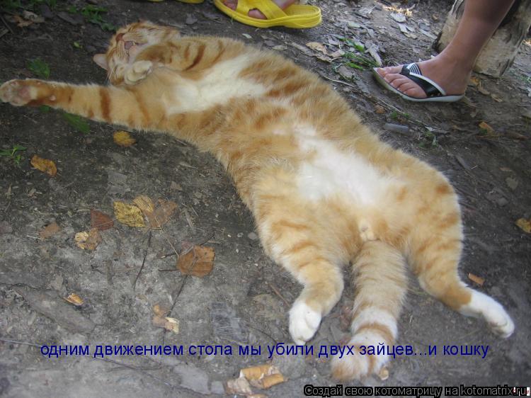 одним движением стола мы убили двух зайцев...и кошку... Котоматрица: одним движением стола мы убили двух зайцев...и кошку