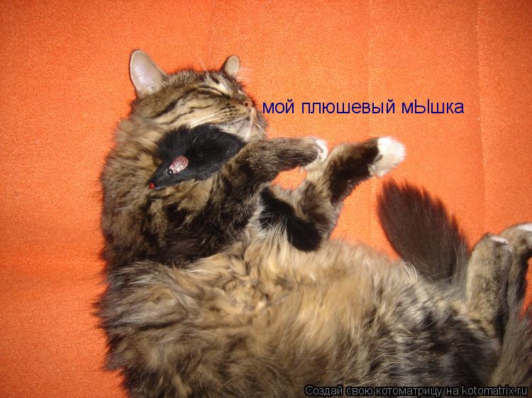 Котоматрица: мой плюшевый мЫшка
