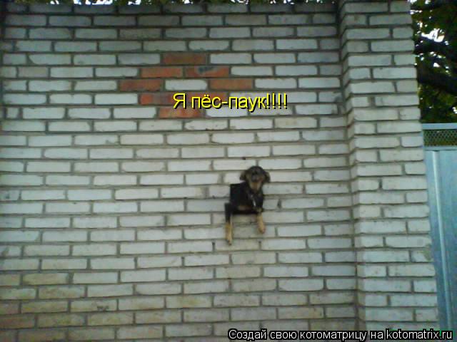 Я пёс-паук!!!!... Котоматрица: Я пёс-паук!!!!