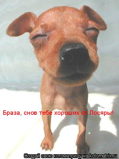 Браза, снов тебе хороших от Лосяры!... Котоматрица: Браза, снов тебе хороших от Лосяры!