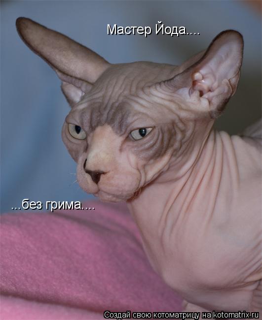 Мастер Йода.... ...без грима....... Котоматрица: Мастер Йода.... ...без грима....